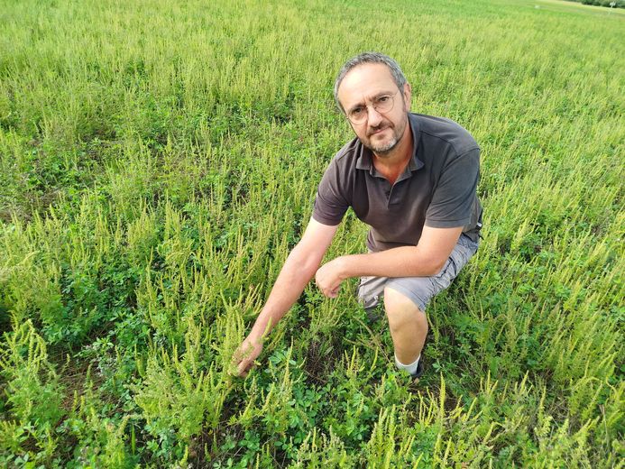 El pastoreo de ovejas ayuda a controlar la ambrosía.