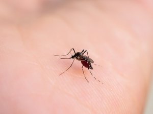 Dengue, chikungunya: ¿son efectivos los liberaciones de mosquitos?