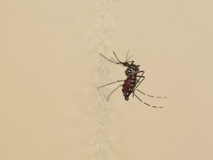 Virus del Nilo Occidental en Haute-Garonne: ¿qué es este virus