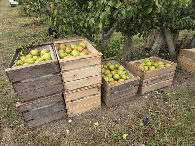 Pears in Ile-de-France