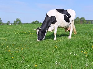 Nutrición: ¿qué es la leche de heno?