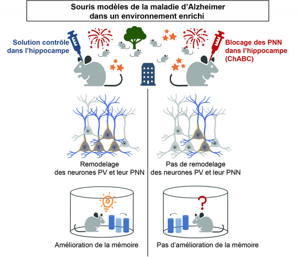 Alzheimer: investigadores de Toulouse demuestran que un entorno estimulante preserva
