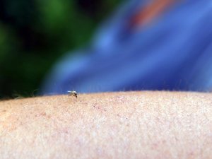 Balance estival en el Lot: un caso de dengue local