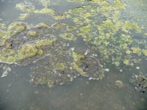 Bourg-Saint-Bernard. El pequeño lago de San Pablo Sur afectado por