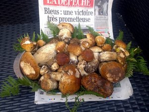 Champiñones: una pasión francesa ancestral que seduce cada vez más