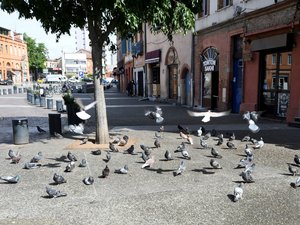 DOSSIER. En Toulouse, las numerosas palomas generan tensiones: perjudiciales para