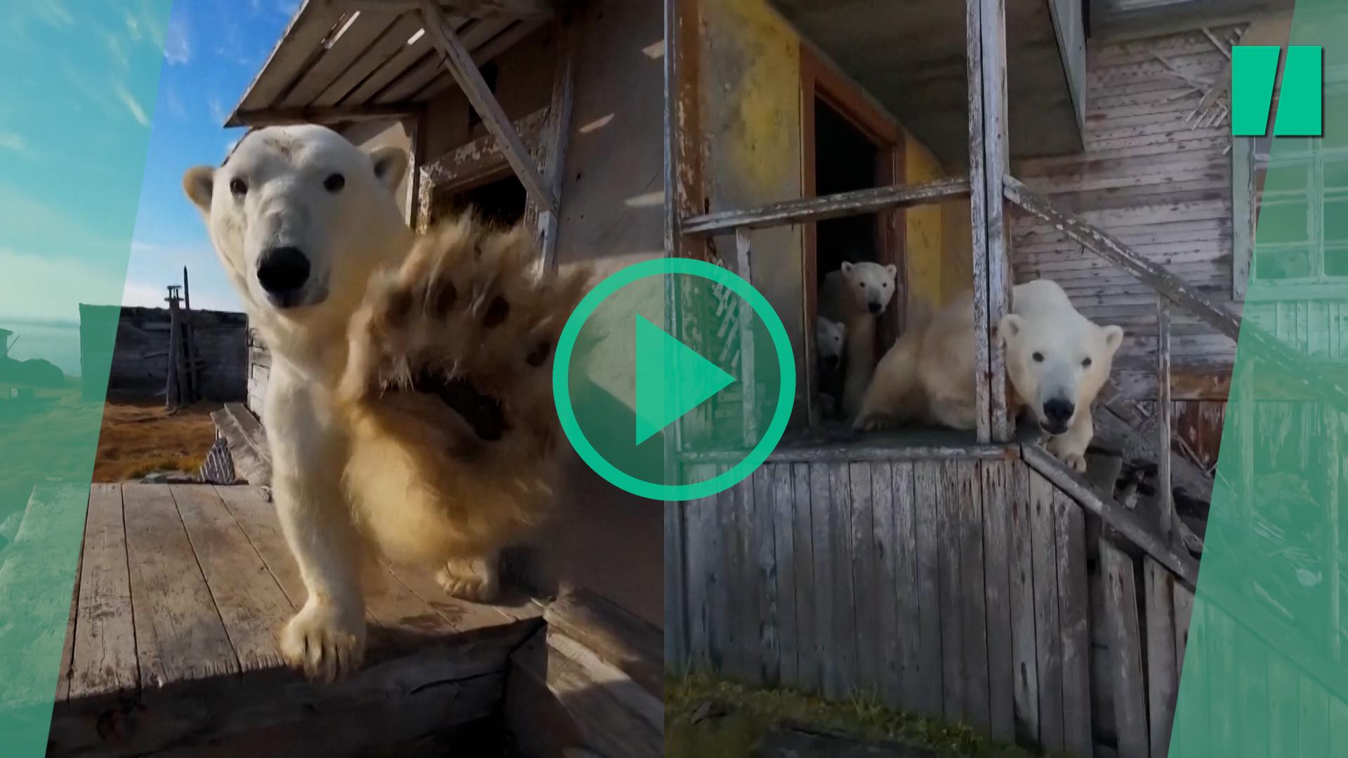 En Rusia, esta familia de osos polares se ha instalado