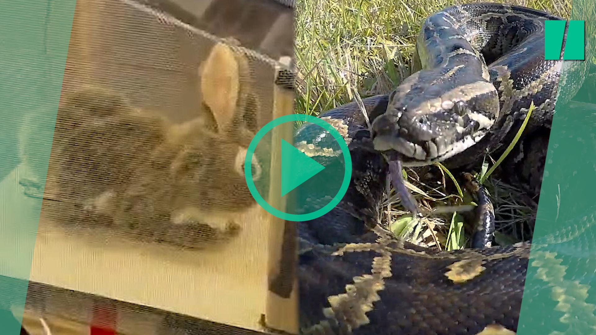 La Florida utiliza conejos de peluche para capturar y matar