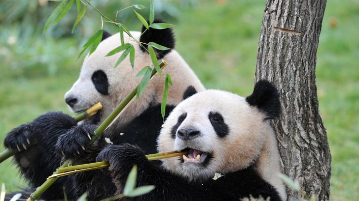 La pareja de pandas del zoológico de Beauval dejará Francia
