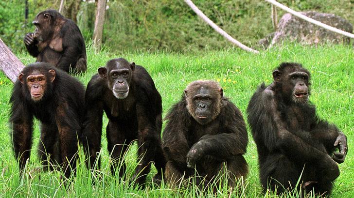 Los chimpancés consumen el equivalente a una "pinta de cerveza"