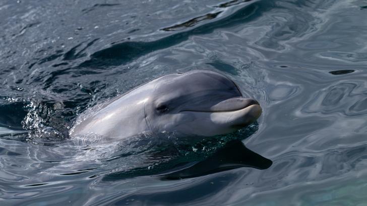 Los delfines de Marineland pueden haber encontrado una salida (en