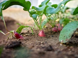 Nanopartículas de plástico en frutas y verduras.