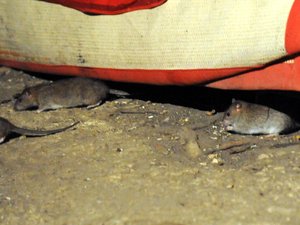 Olor a orina y excrementos de roedores en el suelo: