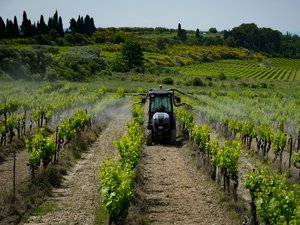 Plaguicidas: vivir cerca de los viñedos aumenta el riesgo de