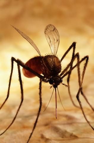 "Puede haber complicaciones neurológicas": alerta por el virus del West