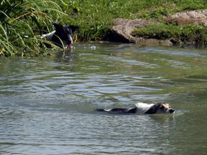 Sospecha de botulismo: tras la muerte de tres cisnes y
