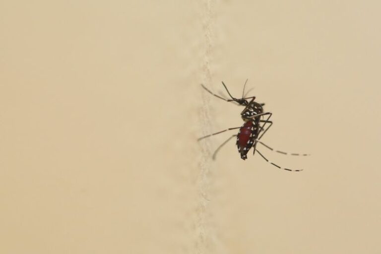 Un primer caso de dengue autóctono detectado cerca de Toulouse,