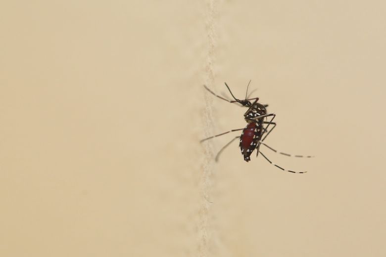 Un primer caso de dengue autóctono detectado cerca de Toulouse,