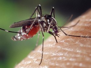 Mosquitos: cerveza, actividad sexual... ¿por qué te pican más que