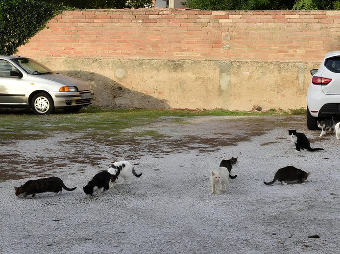 Biodiversidad, problemas... Esta ciudad de Haute-Garonne hace un balance de