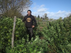 Canals: un productor de cáñamo se alarma por la industria