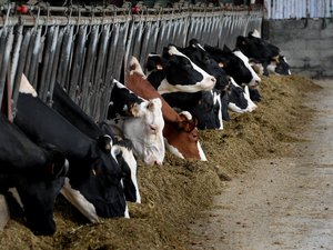 Dermatosis nodular contagiosa: "Usted firma la sentencia de muerte de