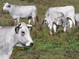Dermatosis nodular: la vigilancia extendida