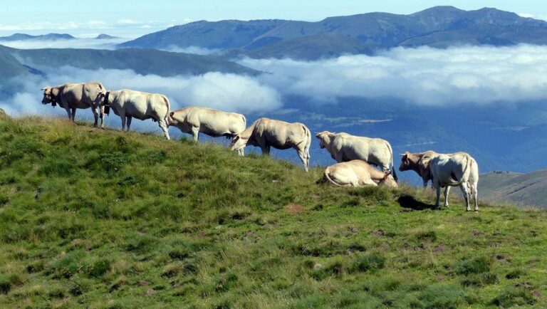 Epidemia de dermatósis nodular bovina: nueve comunas de los Pirineos