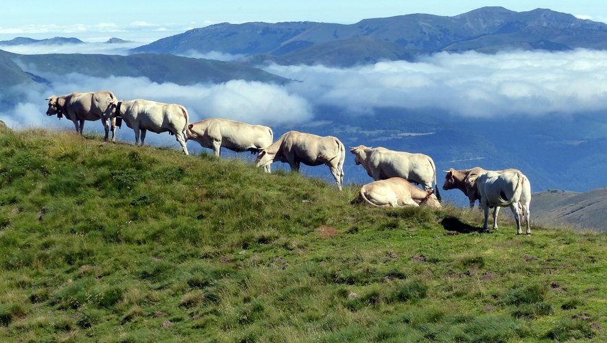 Epidemia de dermatósis nodular bovina: nueve comunas de los Pirineos