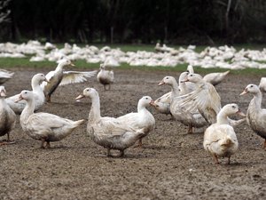 Gripe aviar: "Una situación nueva que estamos vigilando de cerca"...