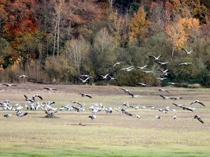 Gripe aviar: establecimiento de una zona regulada tras el descubrimiento