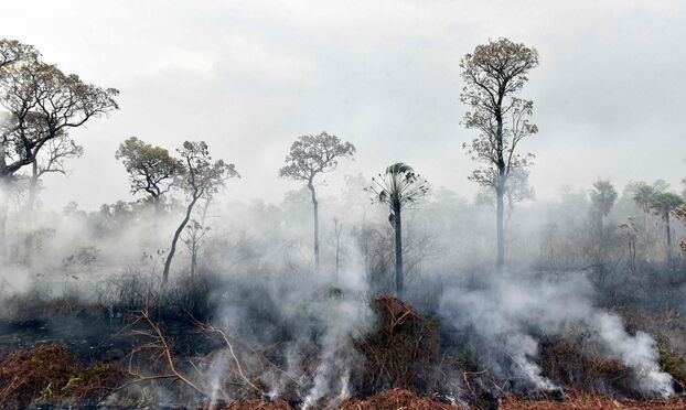 « Las primeras en mostrar esta reacción al cambio climático»: