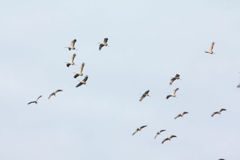 "Prohibido tocar aves muertas": el Gers en alerta ante el