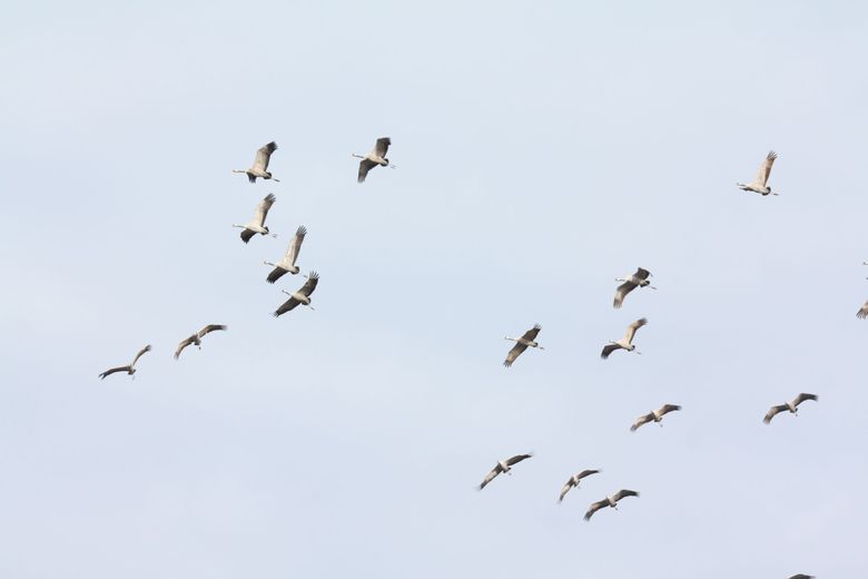 "Prohibido tocar aves muertas": el Gers en alerta ante el