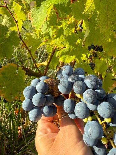 La gamme du domaine se présente comme un ensemble de vins à boire jeunes, fruits d’un assemblage de six cépages.