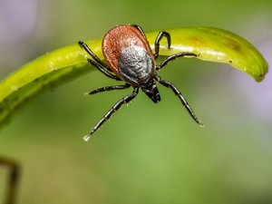 ¿Qué es el síndrome "alpha-gal", relacionado con una picadura de