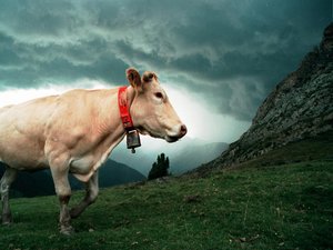 Agricultura: la psicosis de la dermatosa nodular contagiosa gana terreno,