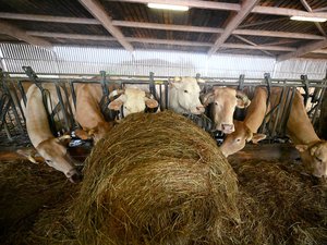 Dermatosis nodular contagiosa: los jóvenes agricultores quieren "actuar rápido para