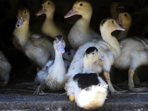 Gripe aviar: la amenaza vuelve a sobrevolar el Tarn, los