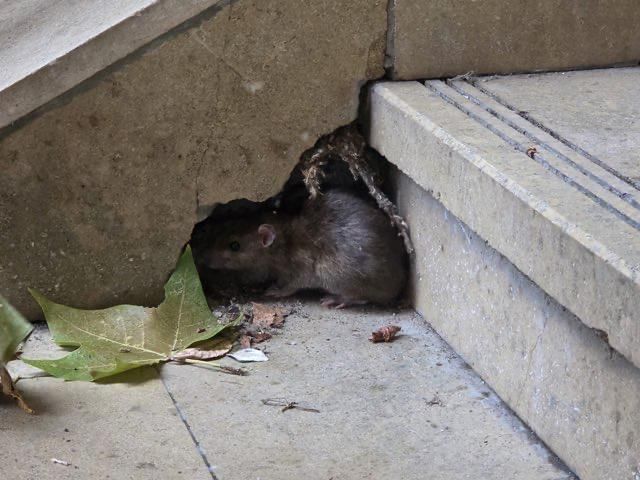 "Hay ratas en todas partes donde hay humanos": discretos, estos