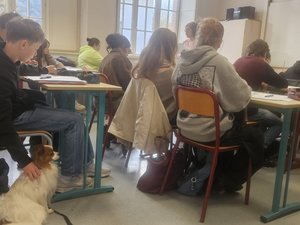 "Las clases son mucho más tranquilas": por qué unos perros