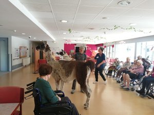 Mediación animal y bienestar para los residentes del Foyer du