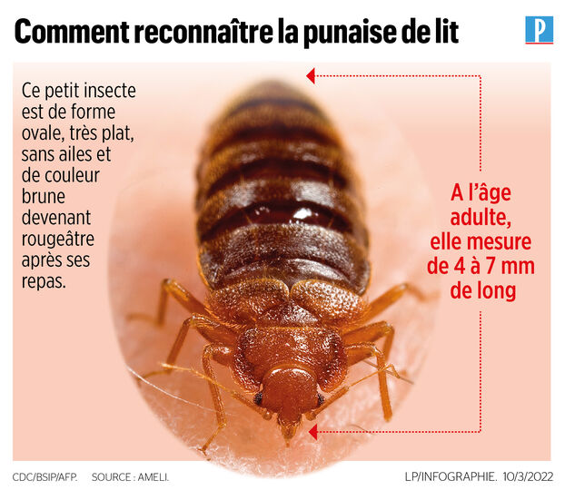 Punaises de lit: la Cinémathèque francesa cierra sus cuatro salas