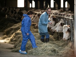 ANÁLISIS. Dermatosis nodular: ¿Francia vacunará a sus 16 millones de