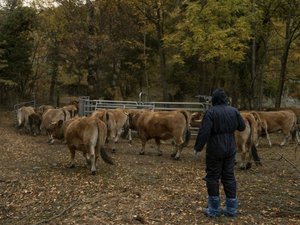 CARTE. Dermatosa nodular: ¿está su comuna en Occitanie en zona