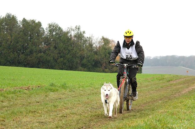 Cerca de Coulommiers, inusuales carreras de perros de trineo reunirán