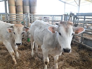 Dermatosis nodular a las puertas de Gers: "Será necesario vacunar