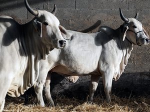 Dermatosis nodular: pistola de varilla, cadáveres, incineración... ¿cómo son sacrificadas