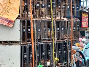 "Dieu a créé le chien pour être mangé": una ciudad