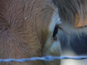 ENTRETIEN. Dermatose nodular: "La carne no es peligrosa, ni la